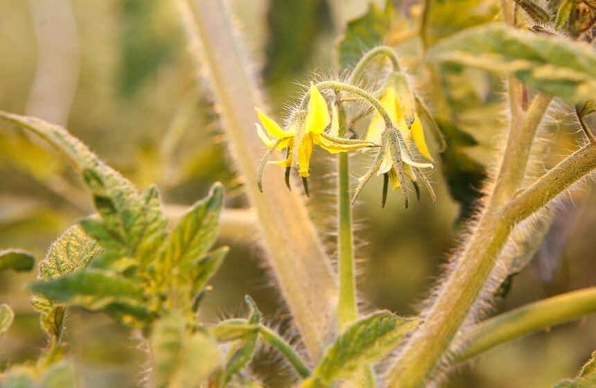 Как Подмосковье снабжает столицу овощами круглый год 31 фото