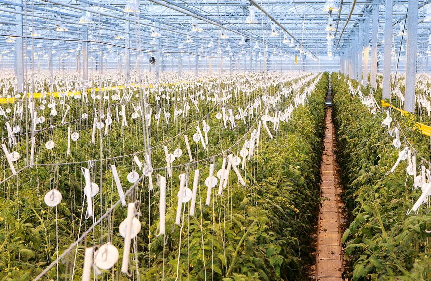 Как Подмосковье снабжает столицу овощами круглый год 30 фото