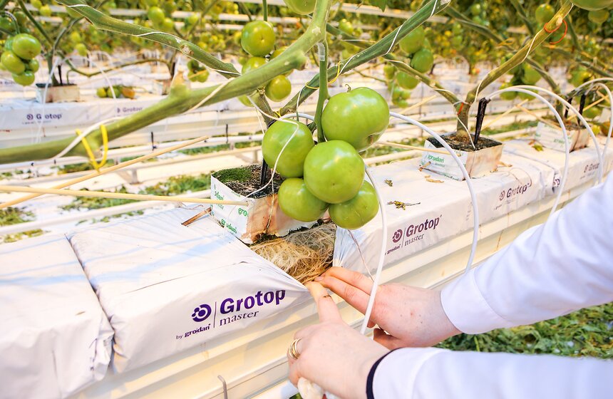 Как Подмосковье снабжает столицу овощами круглый год 35 фото