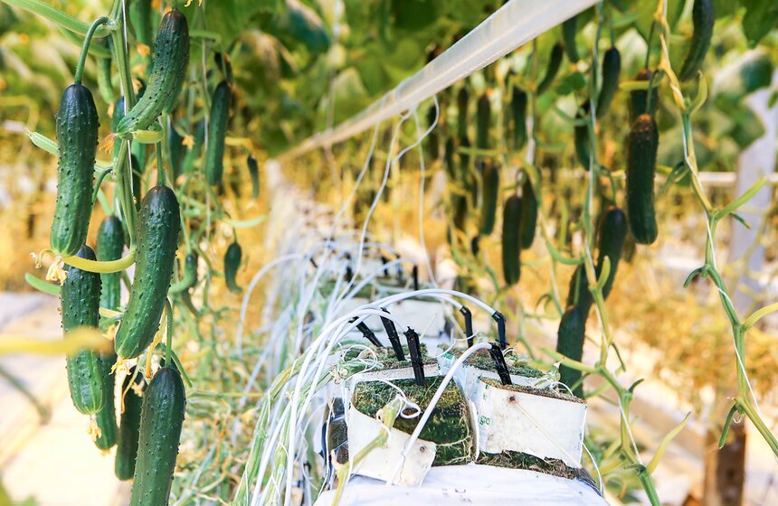 Как Подмосковье снабжает столицу овощами круглый год 16 фото