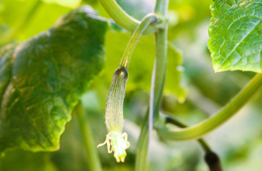 Как Подмосковье снабжает столицу овощами круглый год 11 фото