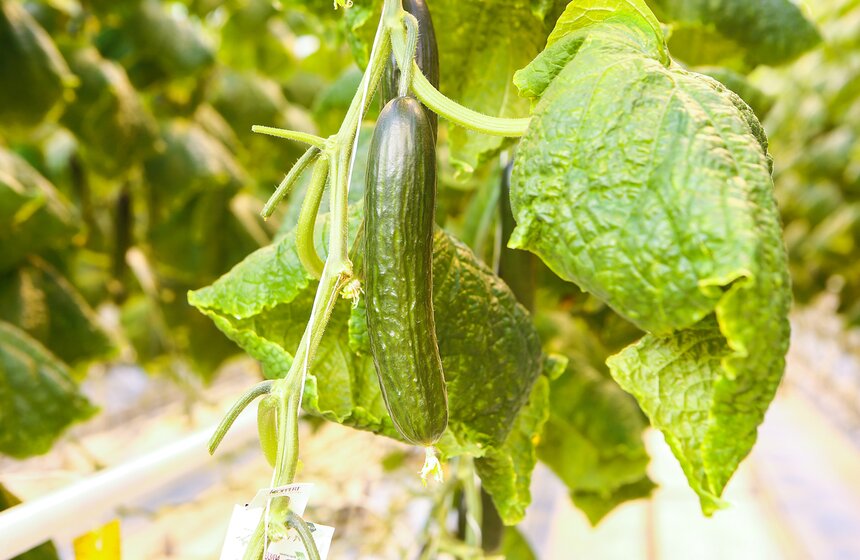 Как Подмосковье снабжает столицу овощами круглый год 13 фото