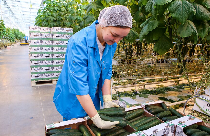 Как Подмосковье снабжает столицу овощами круглый год 20 фото