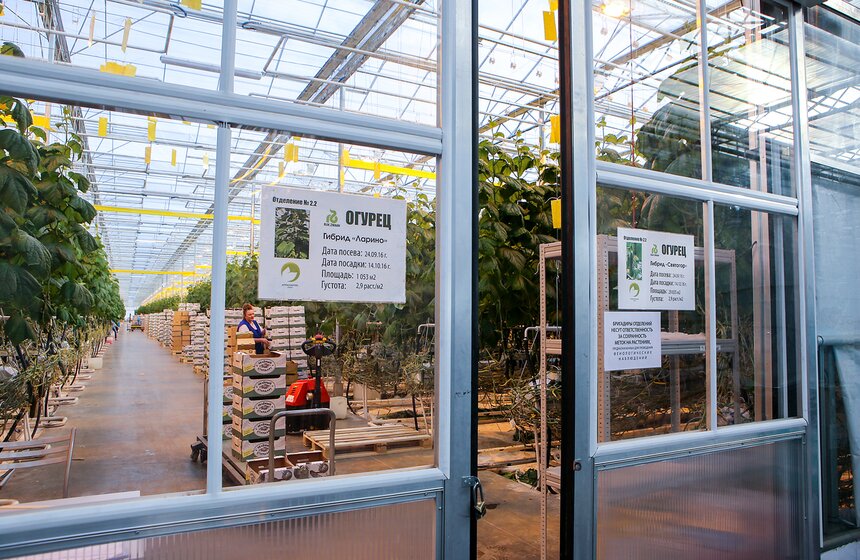 Как Подмосковье снабжает столицу овощами круглый год 24 фото