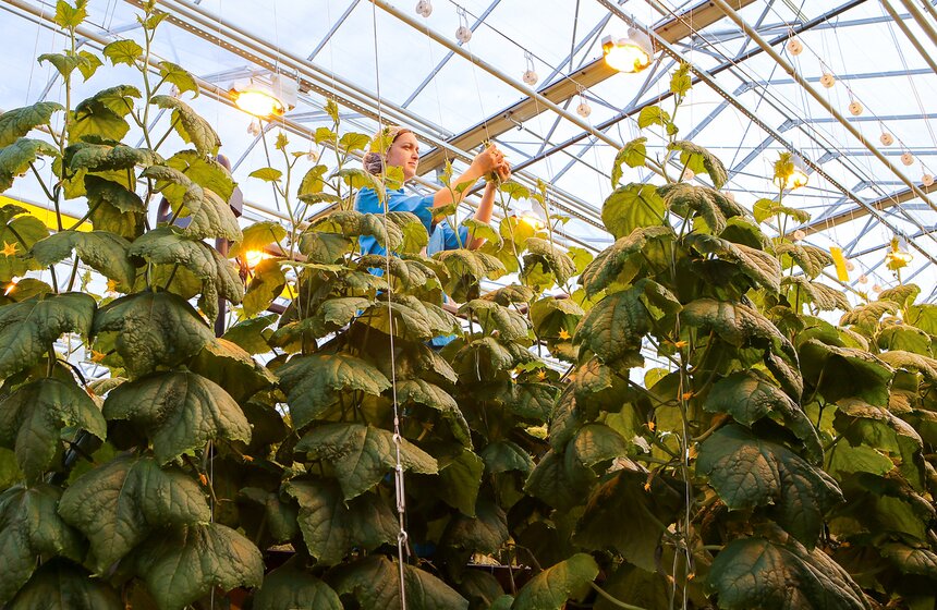 Как Подмосковье снабжает столицу овощами круглый год 23 фото