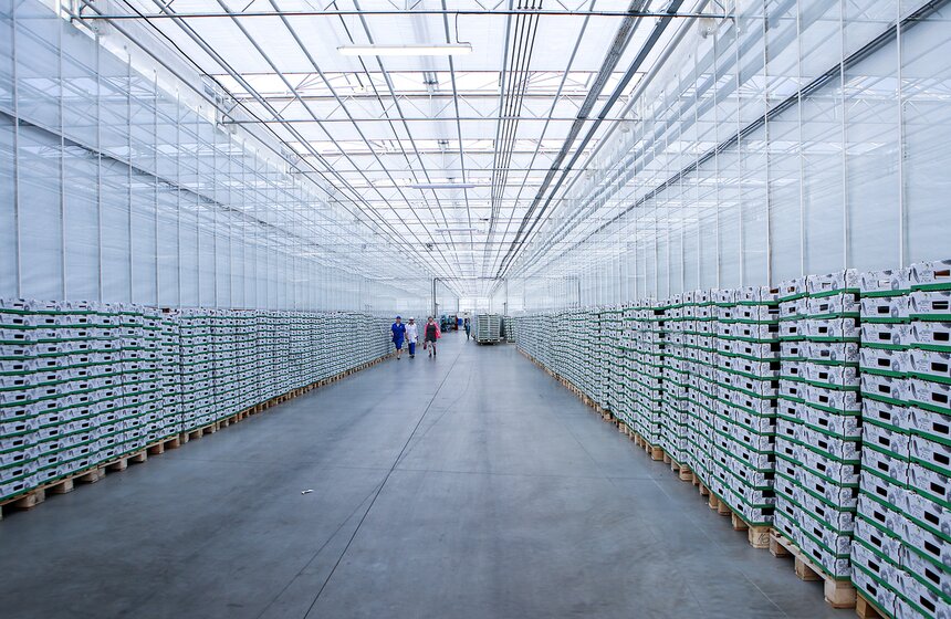 Как Подмосковье снабжает столицу овощами круглый год 25 фото