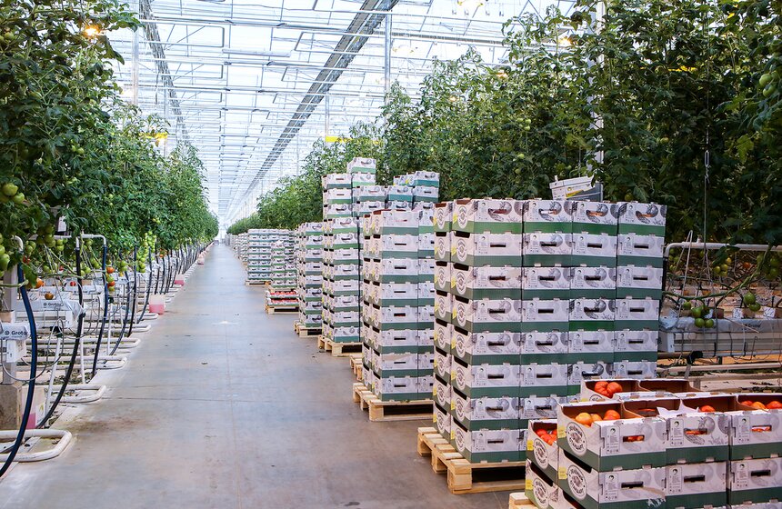 Как Подмосковье снабжает столицу овощами круглый год 40 фото