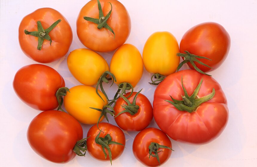 Как Подмосковье снабжает столицу овощами круглый год 39 фото