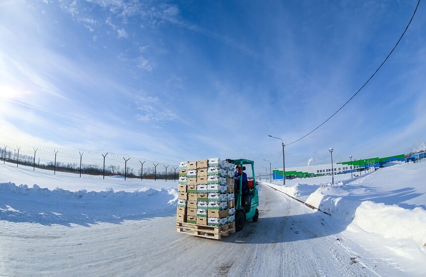 Как Подмосковье снабжает столицу овощами круглый год 42 фото