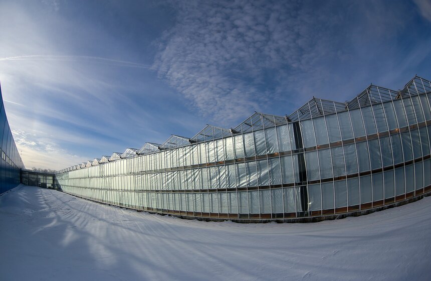 Как Подмосковье снабжает столицу овощами круглый год 2 фото