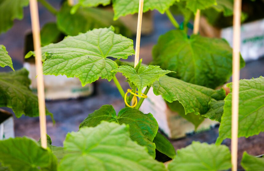 Как Подмосковье снабжает столицу овощами круглый год 5 фото