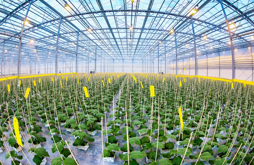 Как Подмосковье снабжает столицу овощами круглый год 4 фото