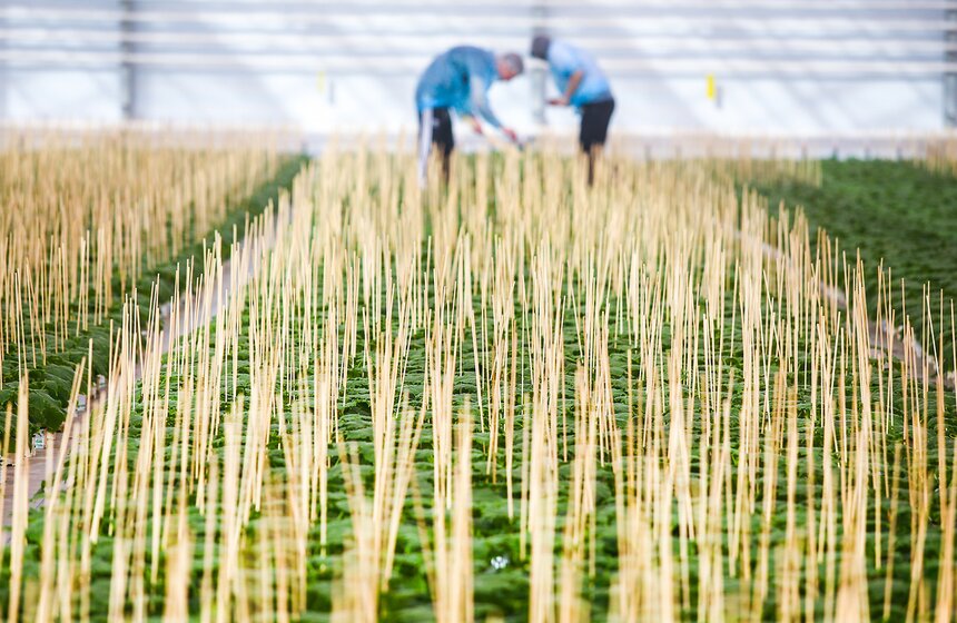 Как Подмосковье снабжает столицу овощами круглый год 6 фото