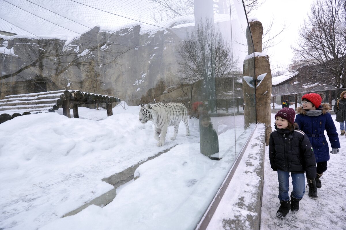 Зоопарк зимой стоит ли идти. Московский зоопарк зима. Московский зоопарк Москва зимой. Зоопарк в москветзимой. Зимний зоопарк в Москве.