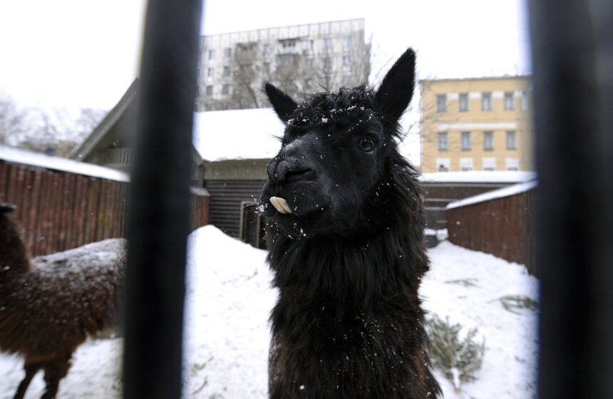 Московскому зоопарку исполнилось 153 года 30 фото
