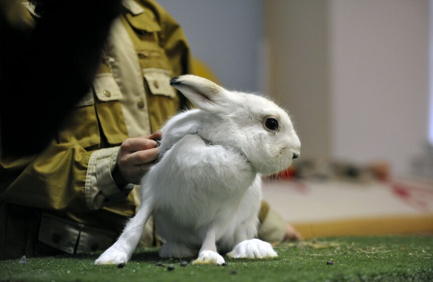 Московскому зоопарку исполнилось 153 года 14 фото