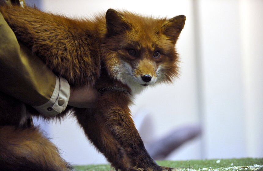 Московскому зоопарку исполнилось 153 года 18 фото