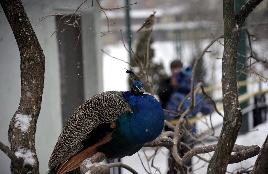 Московскому зоопарку исполнилось 153 года 22 фото