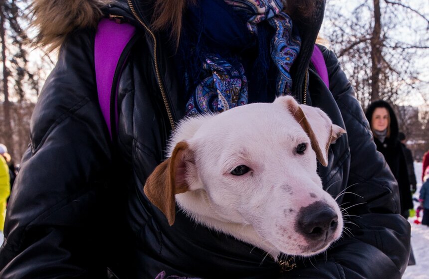 Фестиваль снеговиков в "Сокольниках" 7 фото
