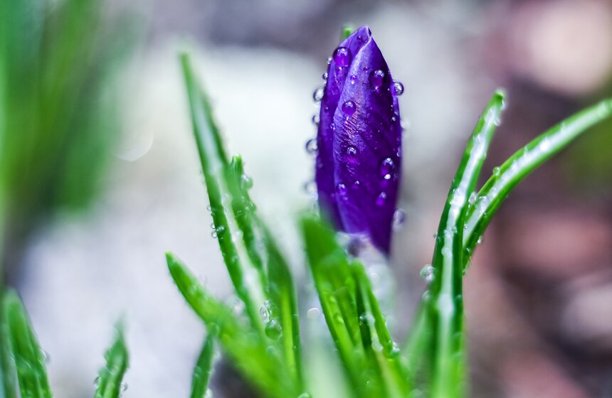 Выставка "Репетиция весны". Фоторепортаж 11 фото