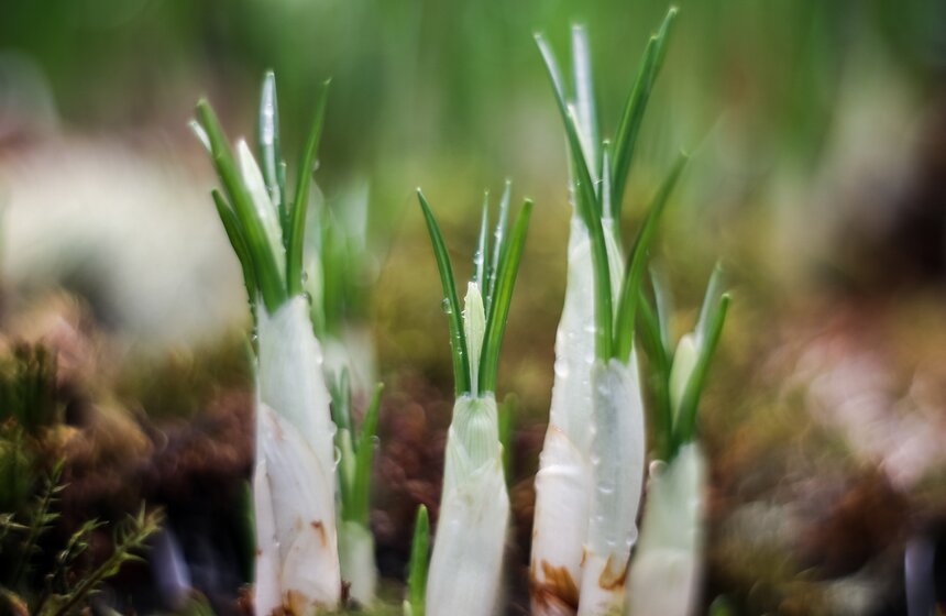Выставка "Репетиция весны". Фоторепортаж 38 фото