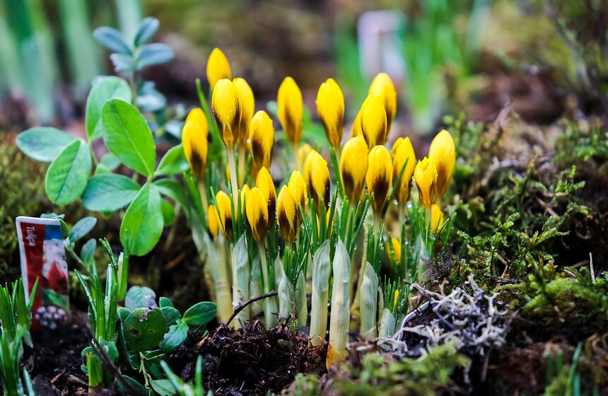 Выставка "Репетиция весны". Фоторепортаж 19 фото