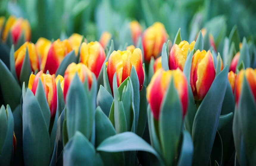 Выставка "Репетиция весны". Фоторепортаж 27 фото