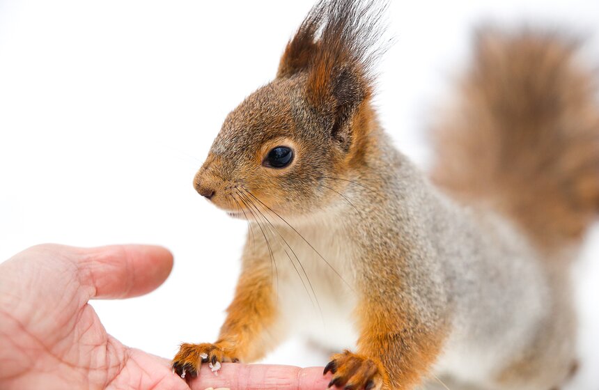 Пушистые жители Нескучного сада 1 фото