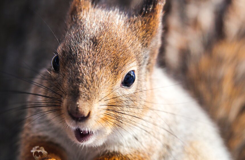Пушистые жители Нескучного сада 2 фото