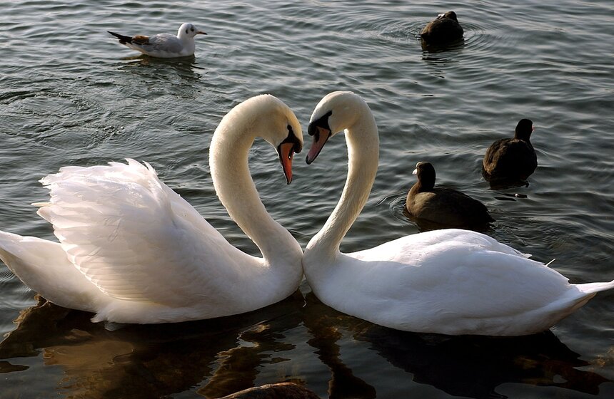 Фото: ТАСС/FA Bobo/PIXSELL/PA Images/Martial Trezzini