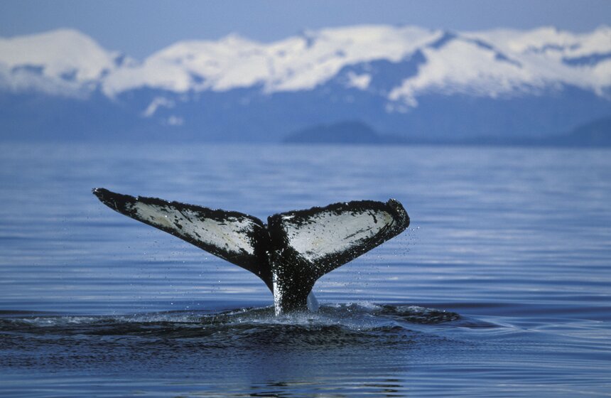 Фото: ТАСС/DPA/Wothe, K