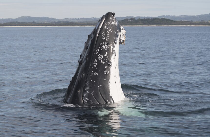 Фото: ТАСС/BarcroftMedia/Craig Parry