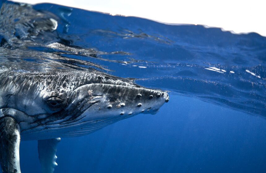 Фото: ТАСС/BarcroftMedia/Kohei Ueno