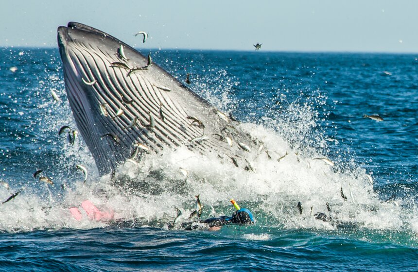 Фото: ТАСС/BarcroftMedia/Silke Schimpf
