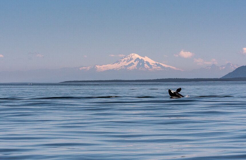 Фото: ТАСС/BarcroftMedia/Julie Picardi