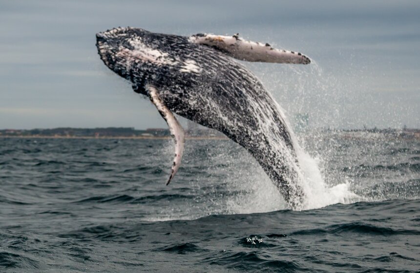 Фото: ТАСС/BarcroftMedia/Silke Schimpf