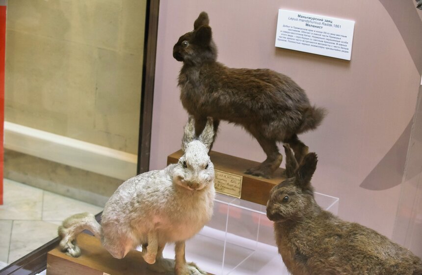 Проект "Выставляются впервые" от Дарвиновского музея 7 фото