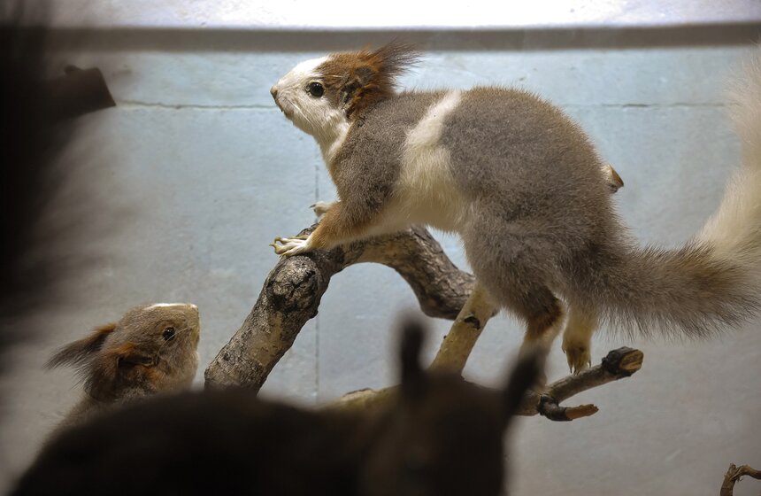 Проект "Выставляются впервые" от Дарвиновского музея 6 фото