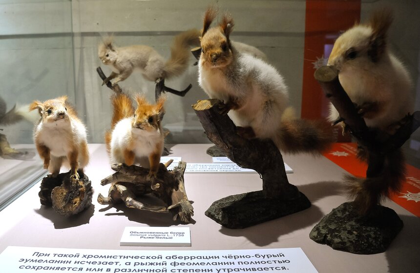 Проект "Выставляются впервые" от Дарвиновского музея 4 фото