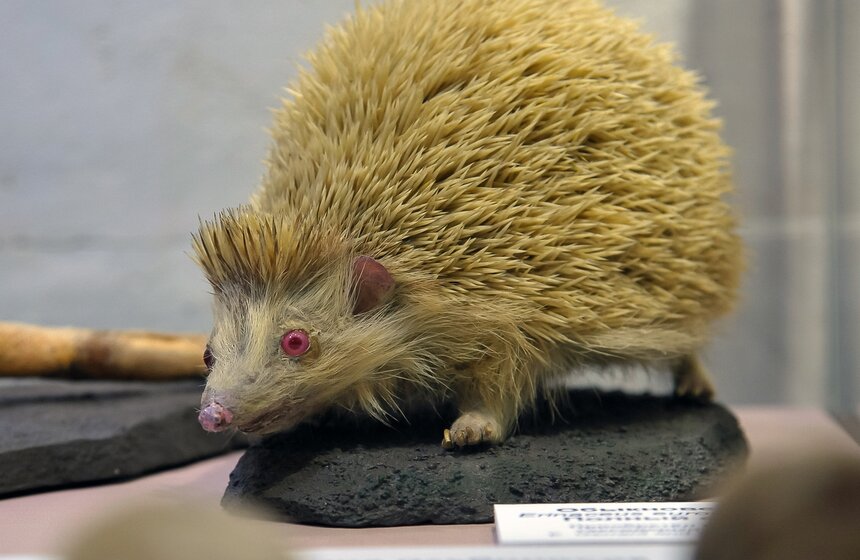 Проект "Выставляются впервые" от Дарвиновского музея 3 фото