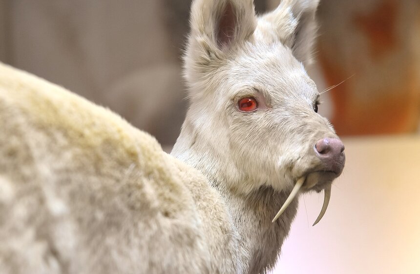 Проект "Выставляются впервые" от Дарвиновского музея 2 фото