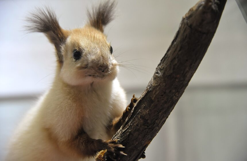 Проект "Выставляются впервые" от Дарвиновского музея 5 фото