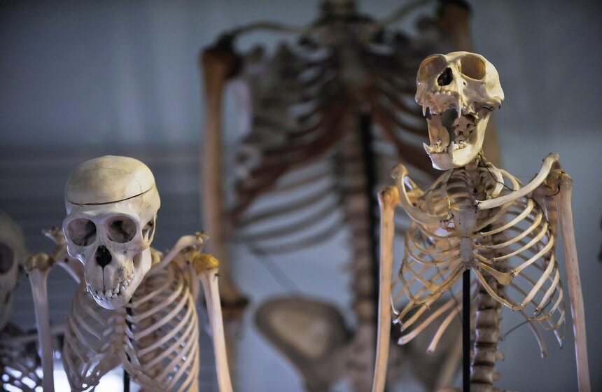 Проект "Выставляются впервые" от Дарвиновского музея 12 фото