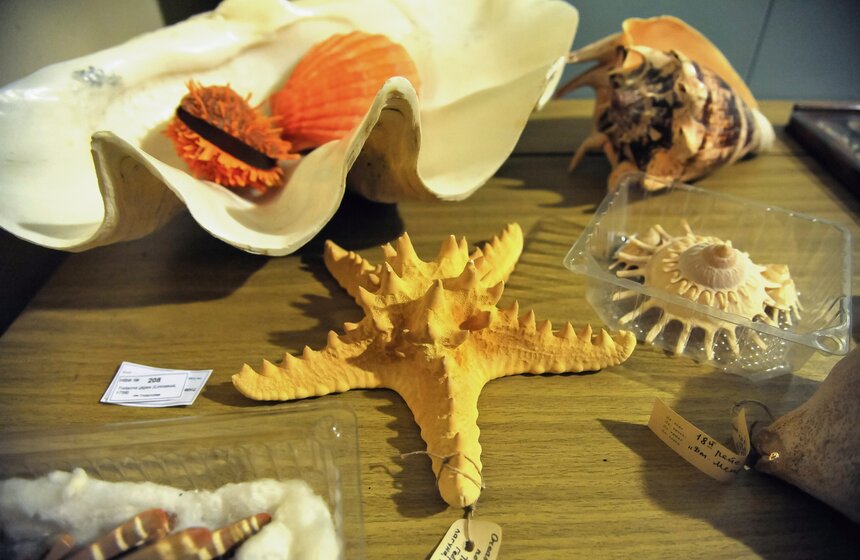 Проект "Выставляются впервые" от Дарвиновского музея 19 фото