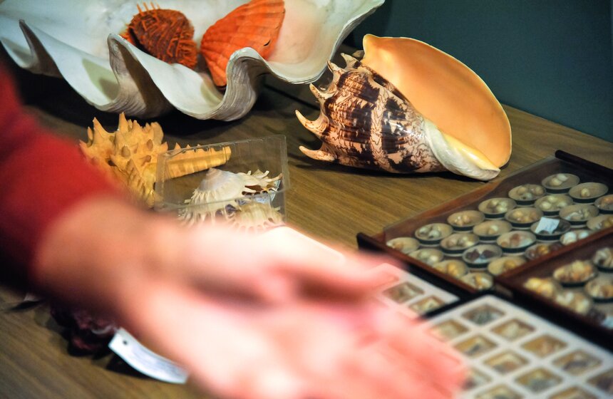 Проект "Выставляются впервые" от Дарвиновского музея 21 фото