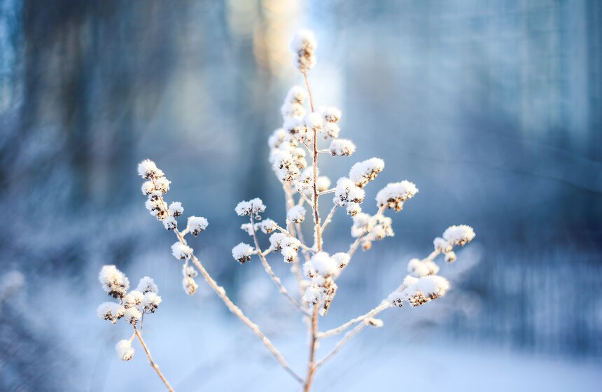 Природные красоты зимней столицы. Фоторепортаж 21 фото