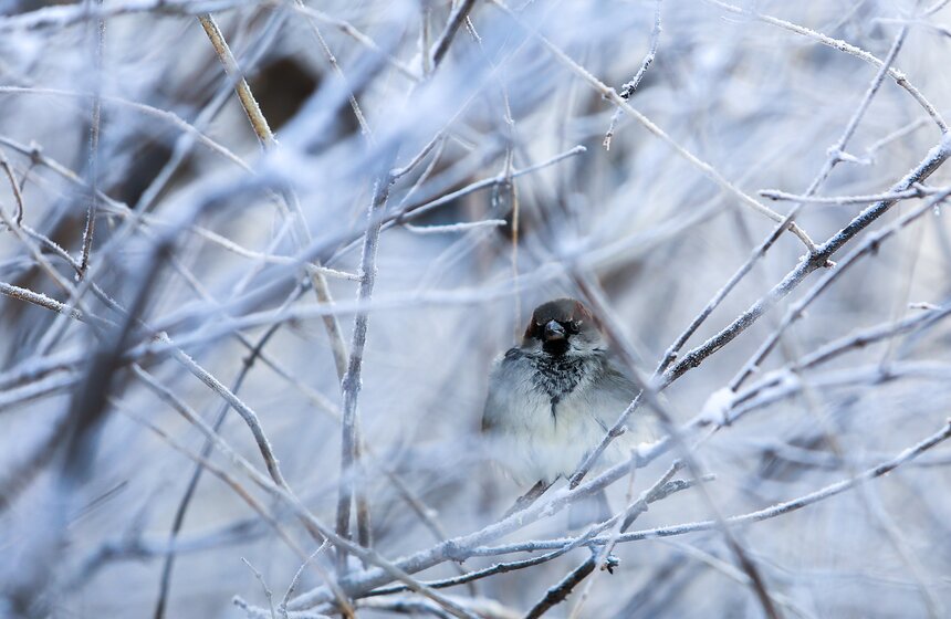 Природные красоты зимней столицы. Фоторепортаж 23 фото