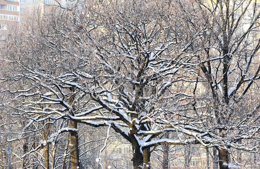 Природные красоты зимней столицы. Фоторепортаж 26 фото