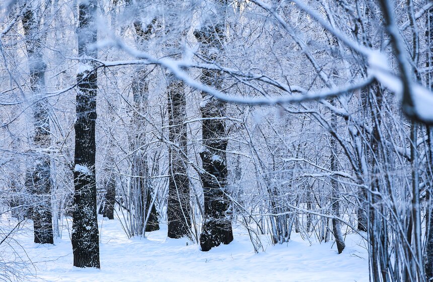 Природные красоты зимней столицы. Фоторепортаж 10 фото