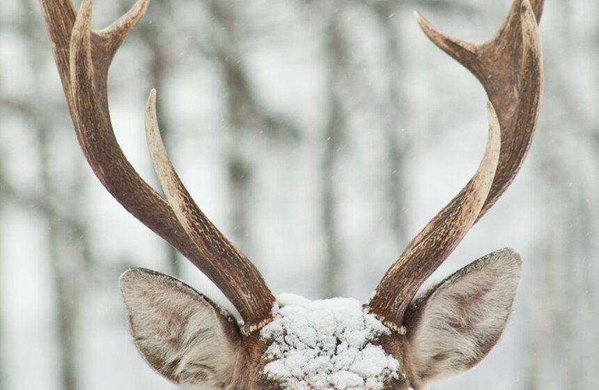 На территории национального парка "Лосиный остров" открылась реконструированная биостанция. Фото: m24.ru/Владимир Яроцкий